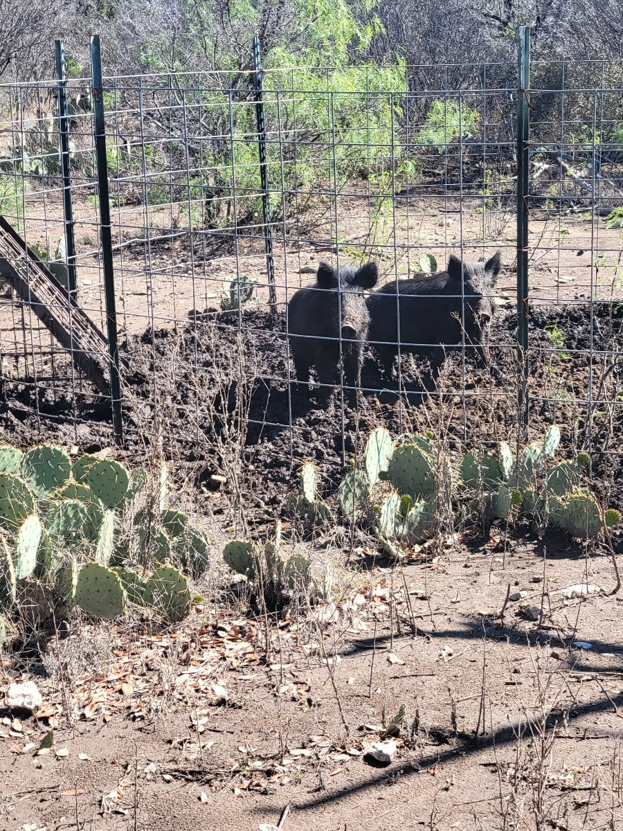pigs.jpeg
