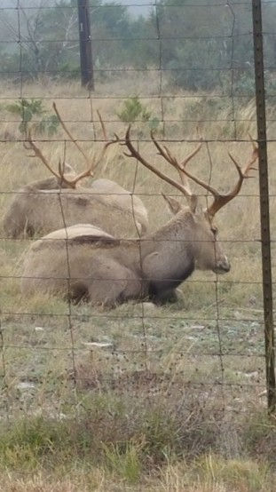 #171 Spike Trail Canyon Game (6).JPG