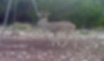 #31 game whitetail buck1.jpg