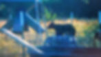 black bear.jpg
