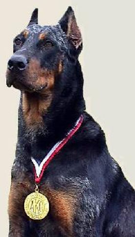 cara SAR beauceron.jpg