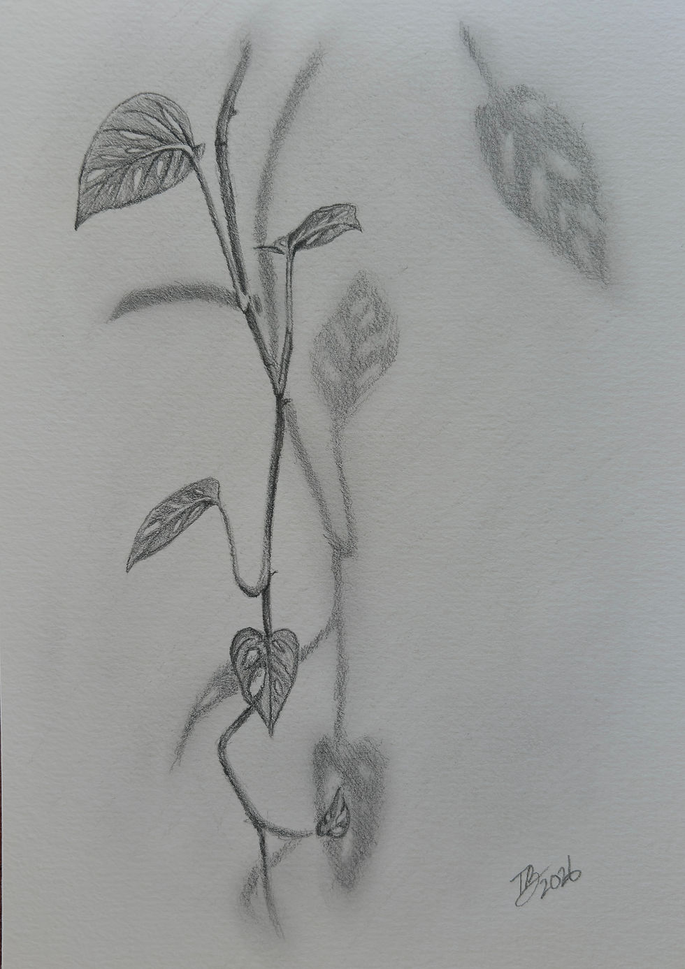 Thumbnail: Original 5x7 Vine Pencil Drawing