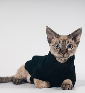 Cat in a Sweater Vest_edited.jpg
