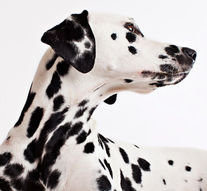 Dalmatian Dog
