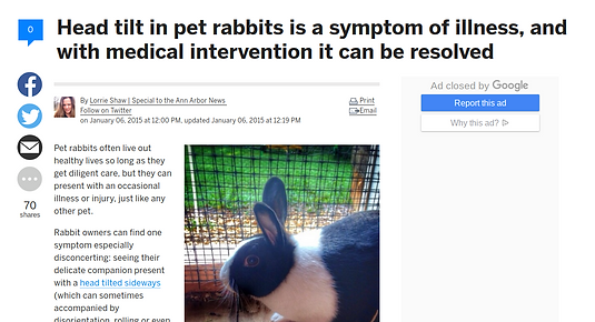article about bunnies and head tilt