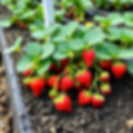 strawberry plants_edited.jpg