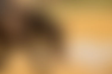 L'extension d'encolure