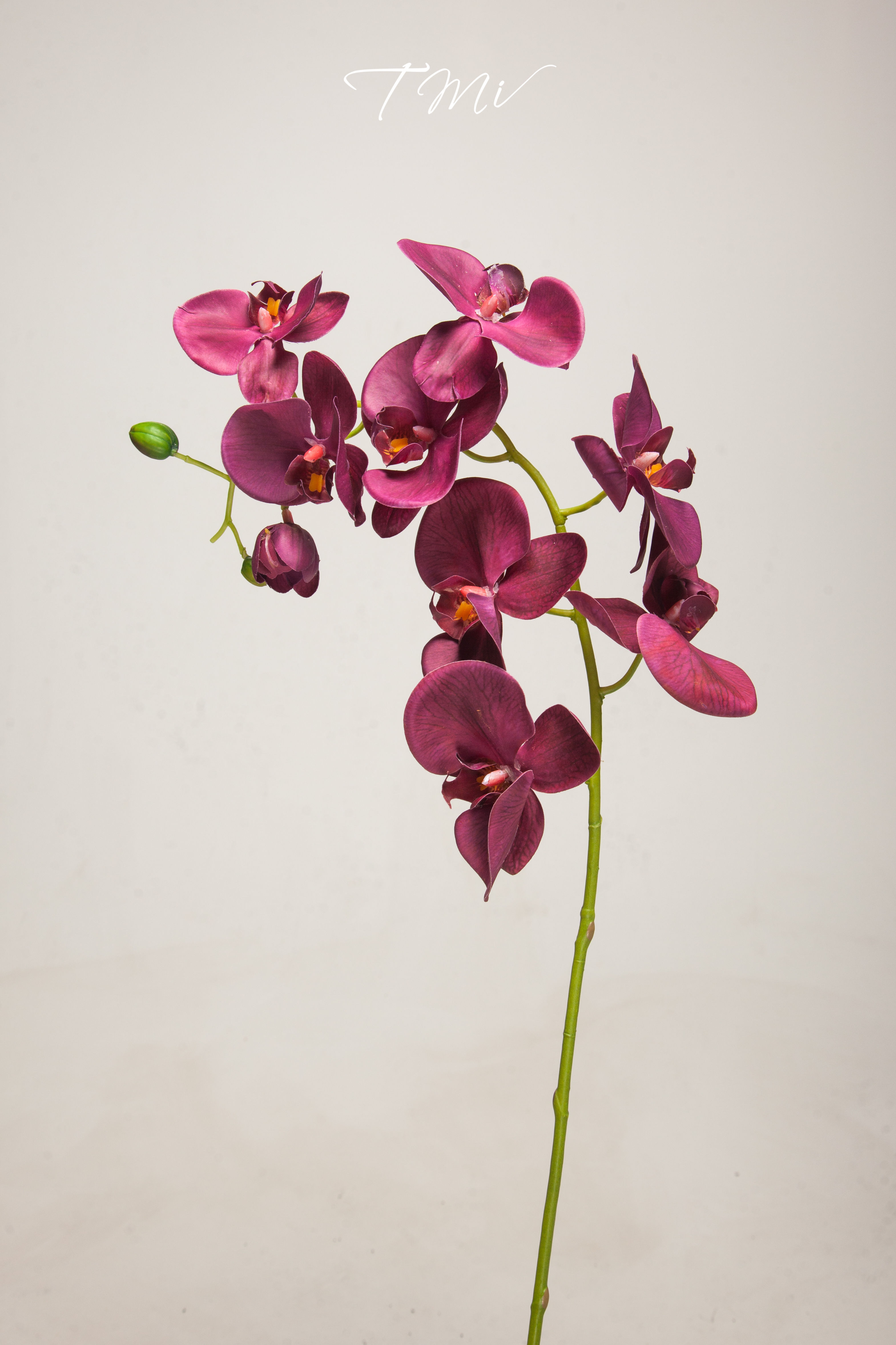 Butterfly Orchid - Red