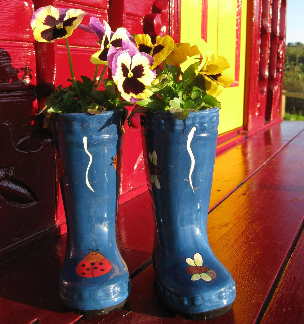 Thumbnail: Single Pansy - 1 Plant
