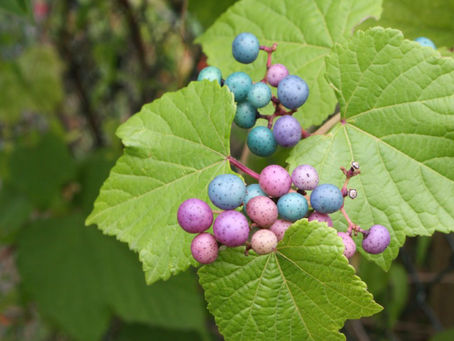 Uses of Colonizer Species in the NorthEastern U.S