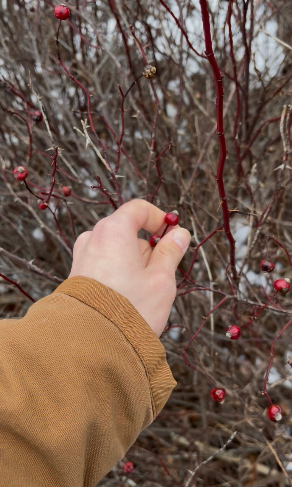 Human-Landscape symbiosis: Creating an active relationship with the landscapes we live in.