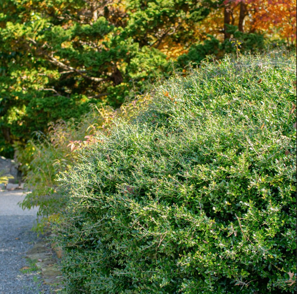 Yaupon Holly (Ilex vomitoria)