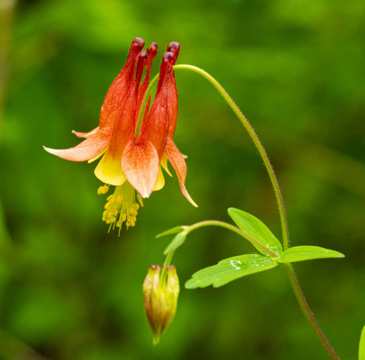 Eastern Red Columbine (Aquilegia canadensis)
