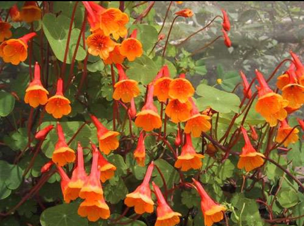 Thumbnail: Mashua (Tropaeolum tuberosum)