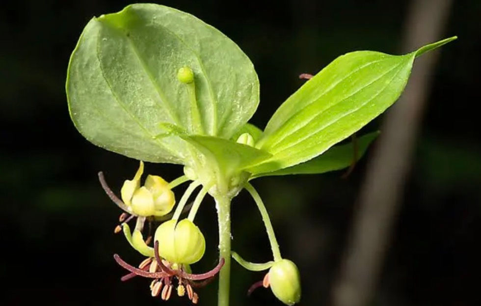 Thumbnail: Indian Cucumber-Root (Medeola virginiana)