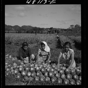 Jack Delano Puerto Rico