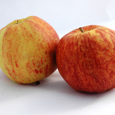 Bild von der Apfelsorte Jonagored. Rot Gelb gestreifter Apfel auf weißem Hintergrund