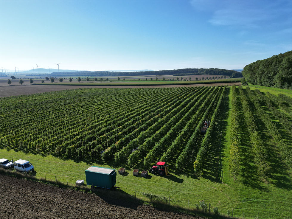 Luftbild Limberg Obsthof Gestorf