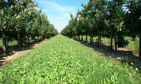 Plantage, ApfApfelgarten Baumreihe, Wiese, Rasen, professioneller Anbau, apfelplantage