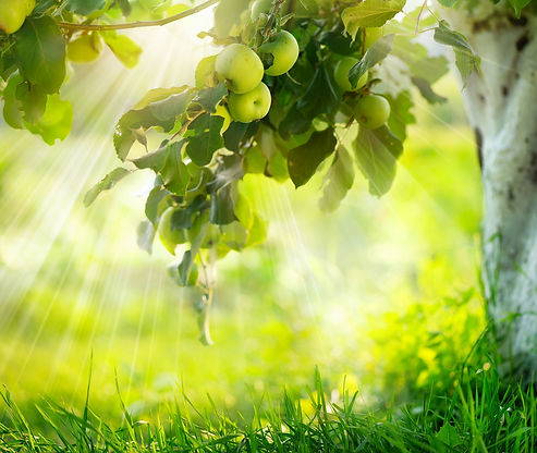 Apfelplantage, Apfelbäume, Apfelbaumanlage, Apfelblüte,