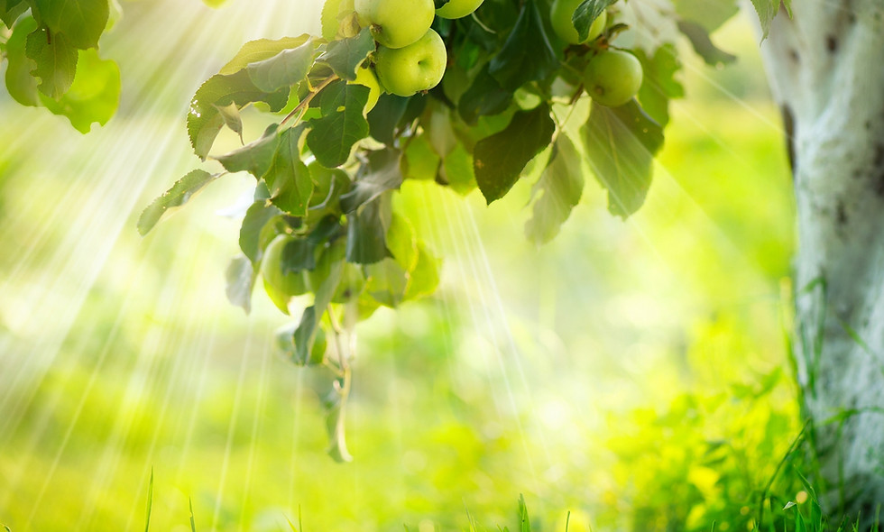 Apfelplantage, Apfelbäume, Apfelbaumanlage, Apfelblüte,