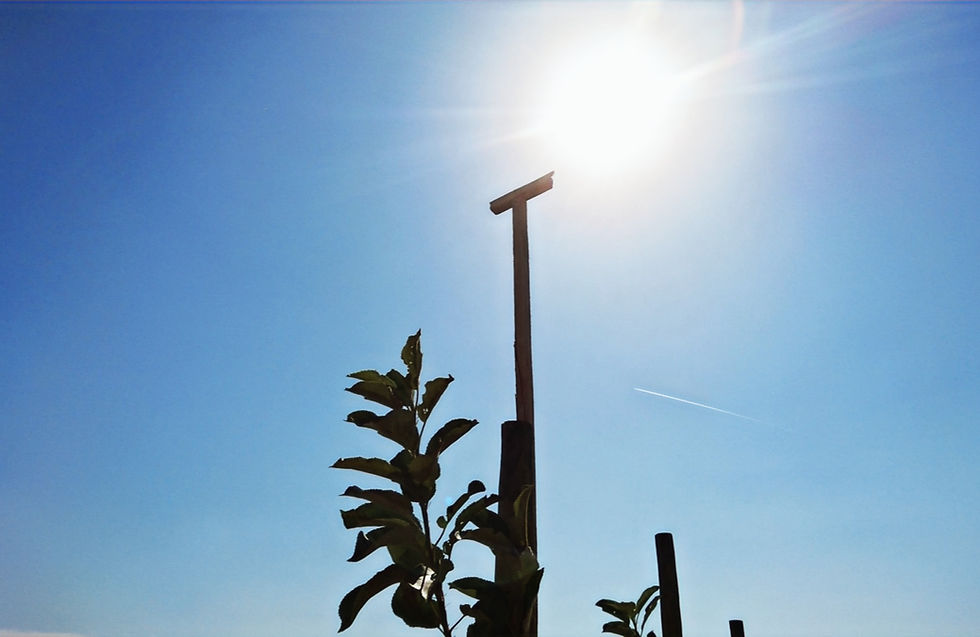 Bild vom Vogelsitzmast für Greifvögel