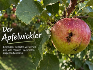 Der Apfelwickler – erkennen und bekämpfen: Wenn der Wurm im Apfel steckt🍎