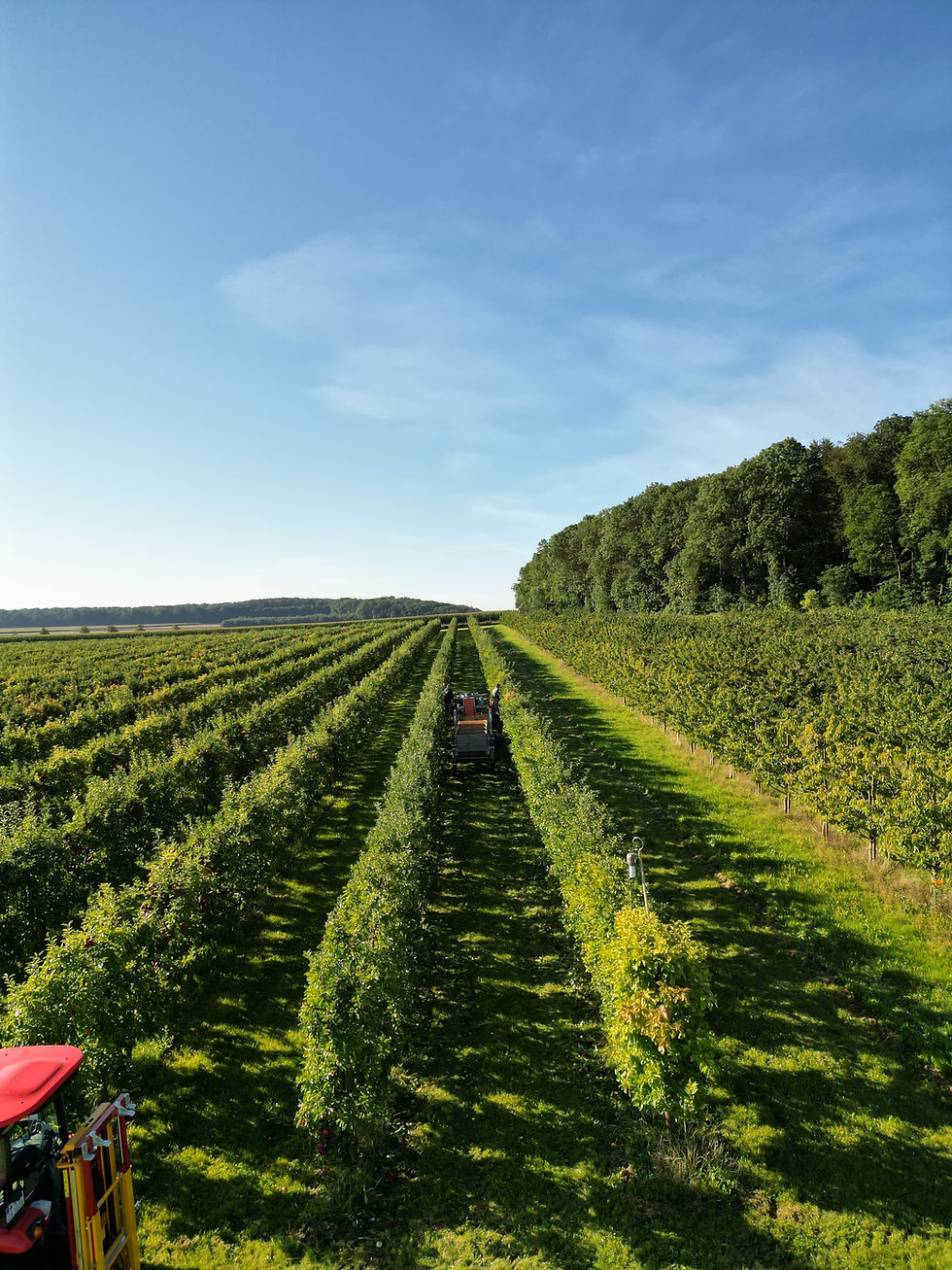 Erntemannschaft zwischen den Reihen