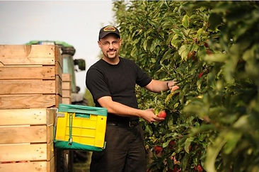 Carsten Sustrate beim pflücken von Äpfeln in der Plantage