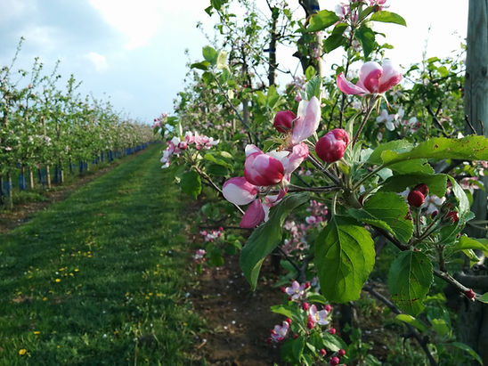Apfel Blüte in der Plantage, Natur, Bäume, Apfelbäume, Apfelblüte