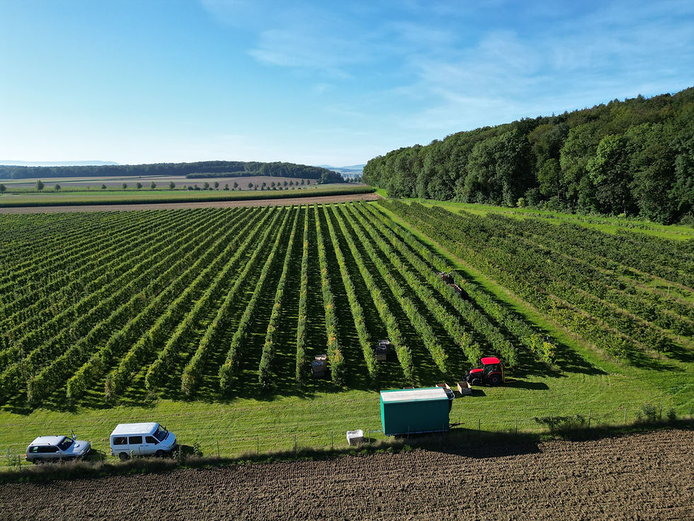 Luftbild Limberg Obsthof Gestorf