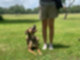 dog training miami