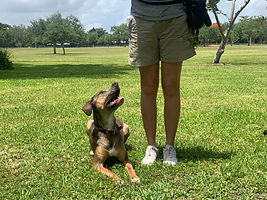 dog training miami