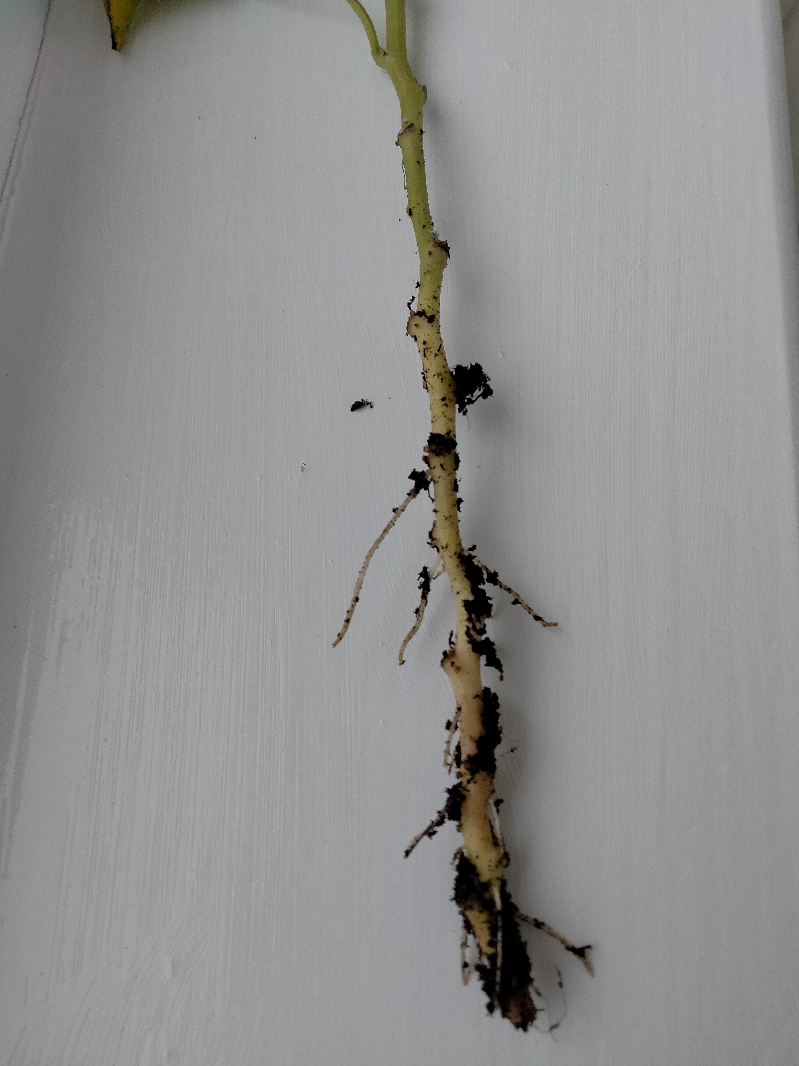 About 1 week later
