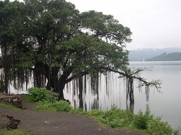 Banyan_tree.jpg