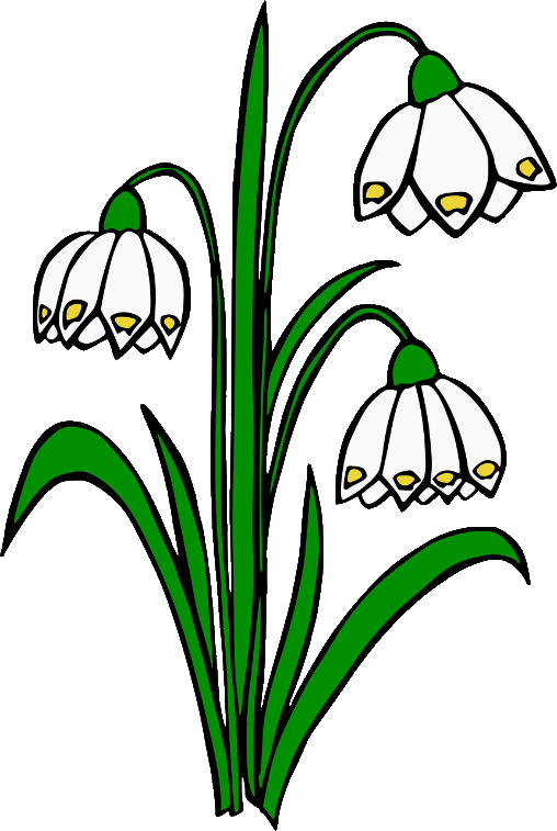 Schneeglöckli Zeichnung.gif