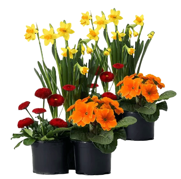 Frühlingsblumen.gif