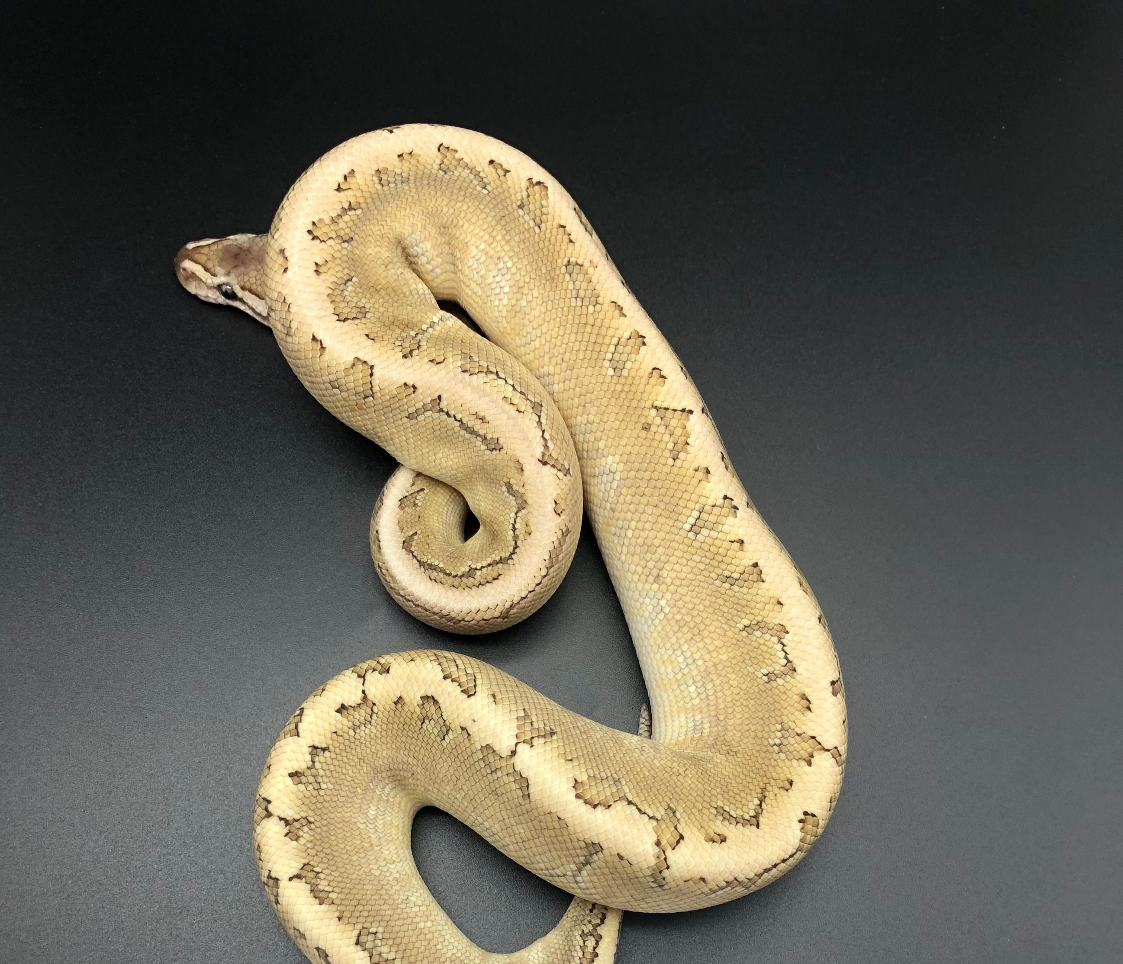 Bamboo Pinstripe male