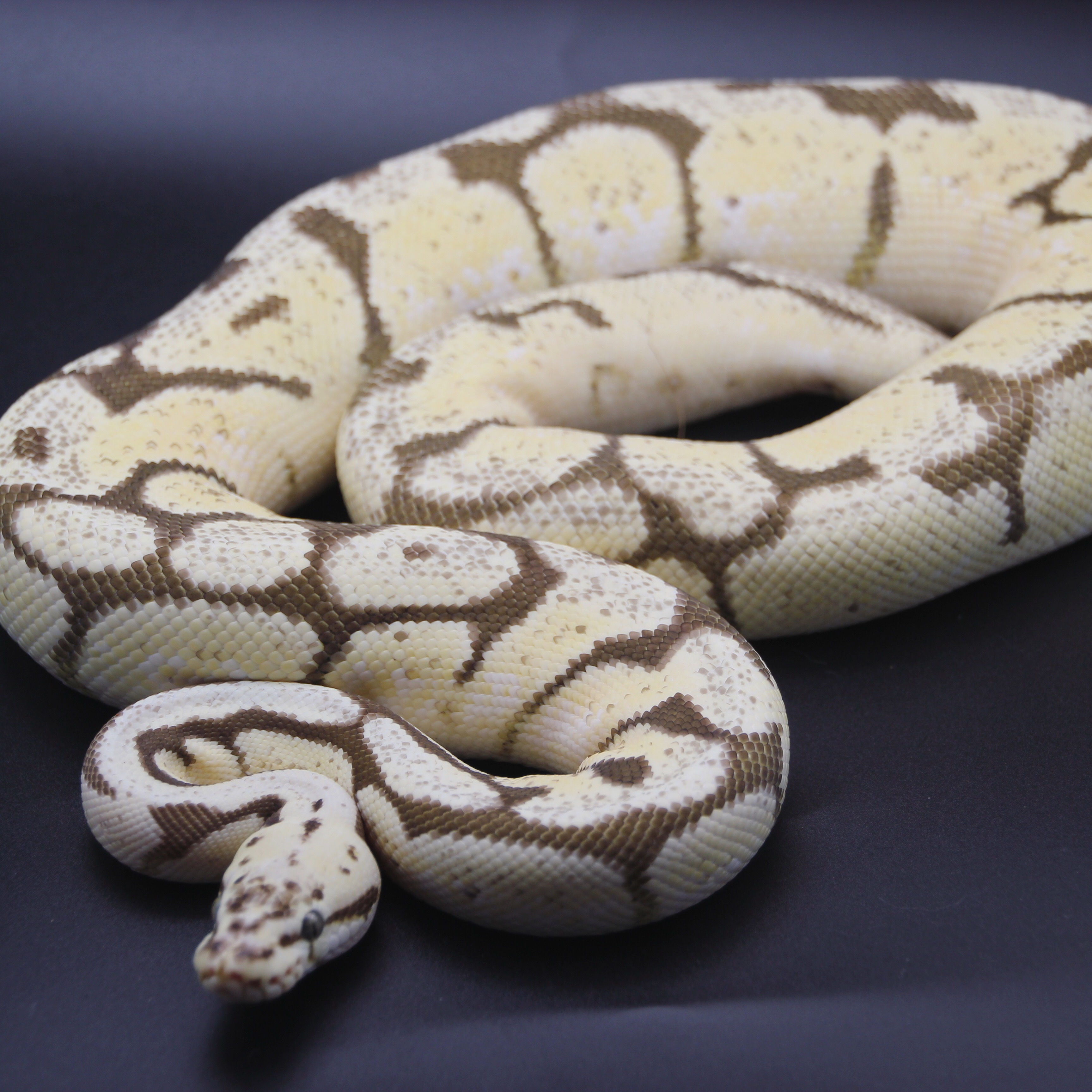 Firebee Male