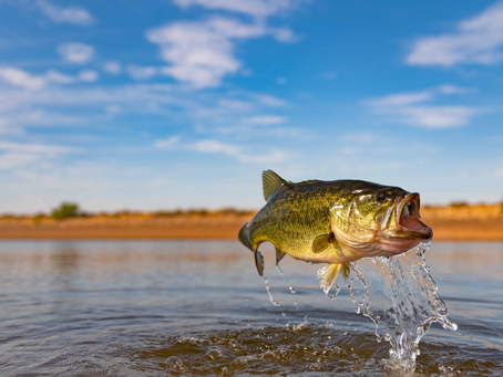 The Caloosahatchee: A Triple-Threat Fishing Paradise