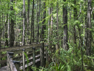 A Walk Through the Wetlands: Six Mile Cypress Slough Preserve