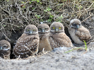 Pint-Sized Residents: The Burrowing Owls of Cape Coral