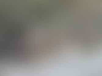 Pint-Sized Residents: The Burrowing Owls of Cape Coral