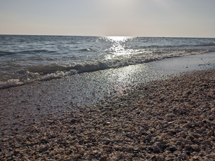 The Gulf’s Jewel Box: Sanibel, Shelling Capital of the World