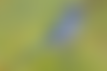 Following the Path: The Great Florida Birding Trail