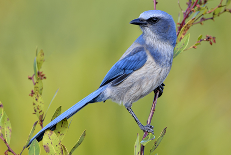 Following the Path: The Great Florida Birding Trail