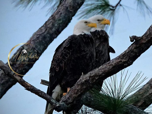 Southwest Florida Eagle Cam