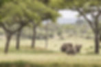 safari pic 3.jpg