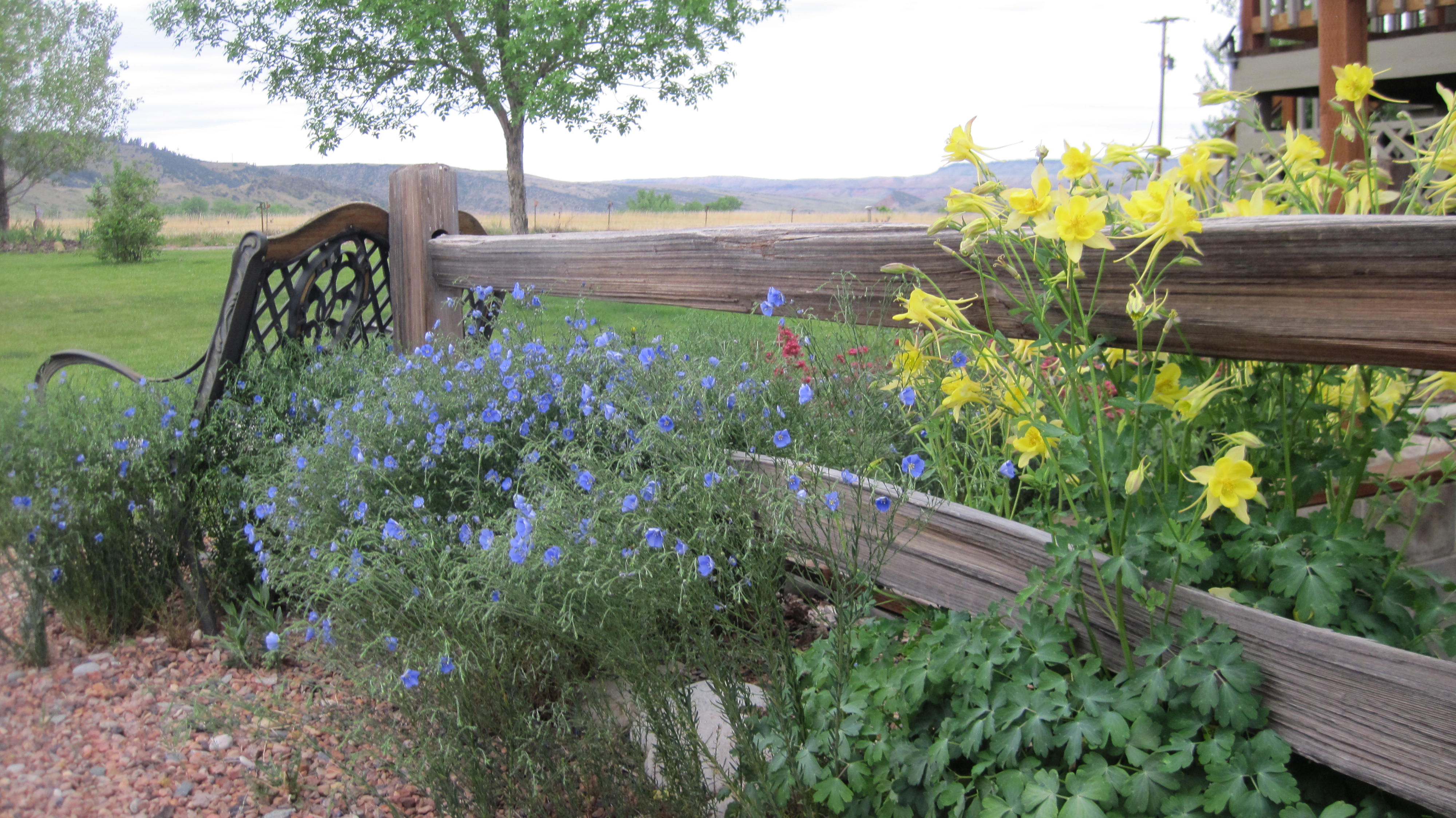 Wild Gardens
