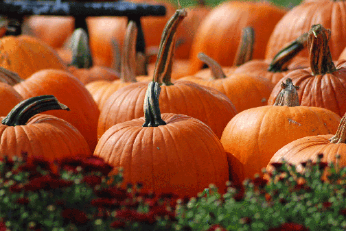 coppalhousefarmpumpkins2.gif